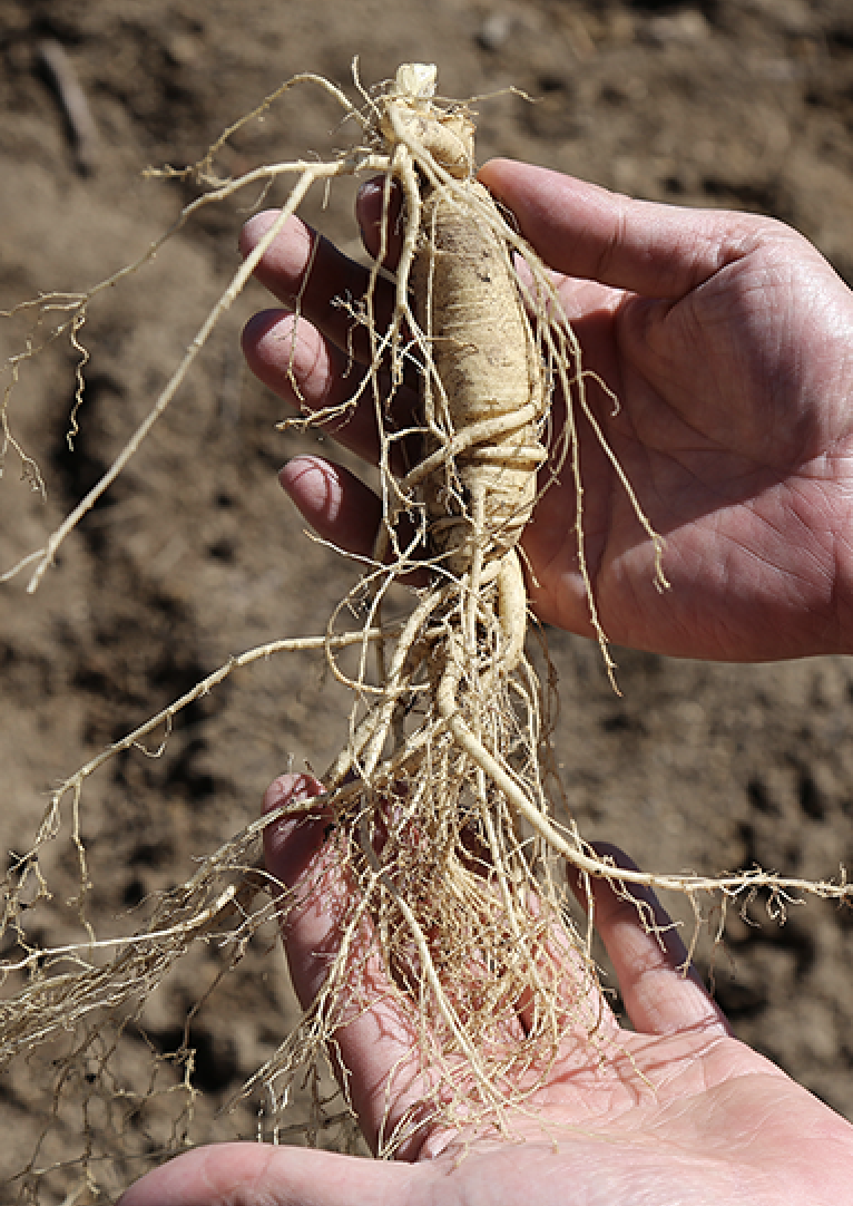 white ginseng harvesting