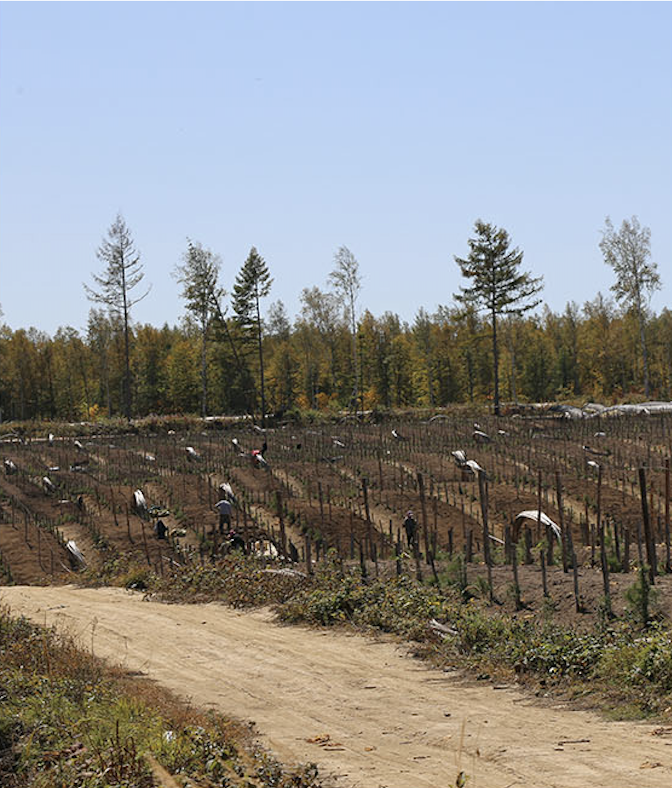 white ginseng harvesting